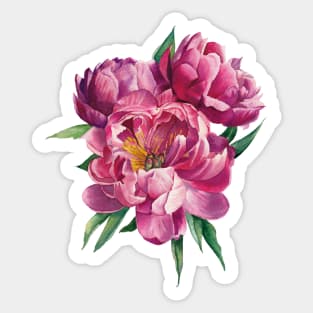 Watercolor bouquet of peonies Sticker